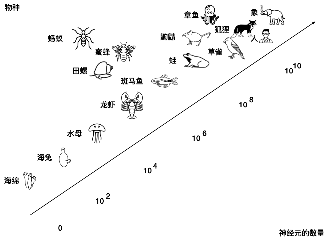 物种与神经元数量